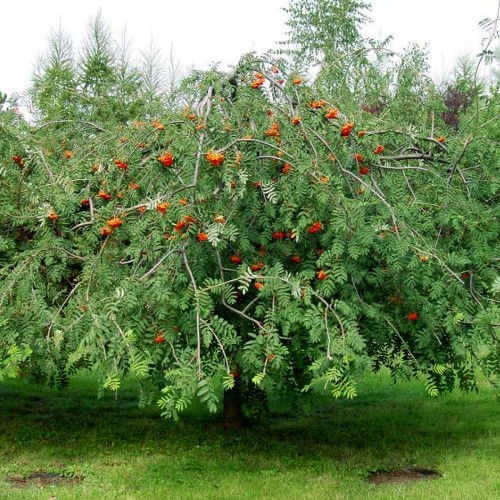 Рябина обыкновенная `Пендула`, Sorbus aucuparia `Pendula`
