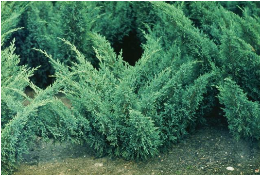 Можжевельник казацкий `Блю Донау`, Juniperus sabina `Blaue Donau`
