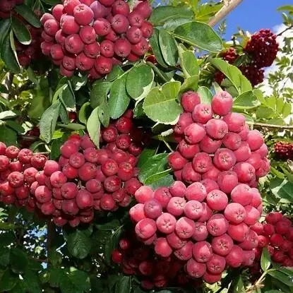 Рябина Гранатная