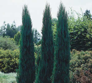 Можжевельник скальный `Блю Арроу`, Juniperus scopulorum `Blue Arrow`