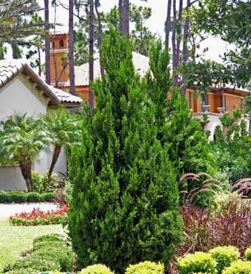 Можжевельник китайский `Спартан`, Juniperus chinensis `Spartan`