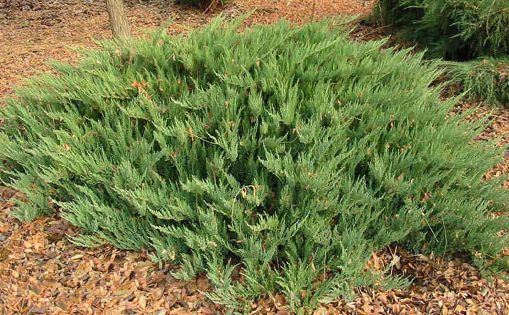 Можжевельник казацкий `Тамарисцифолиа`, Juniperus sabina `Tamariscifolia`