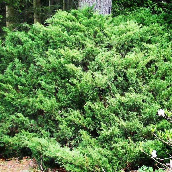 Можжевельник казацкий `Мас`, Juniperus sabina `Mas`