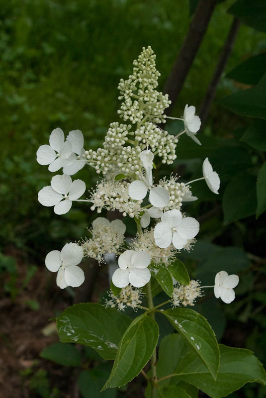 Гортензия white lady описание и фото метельчатая