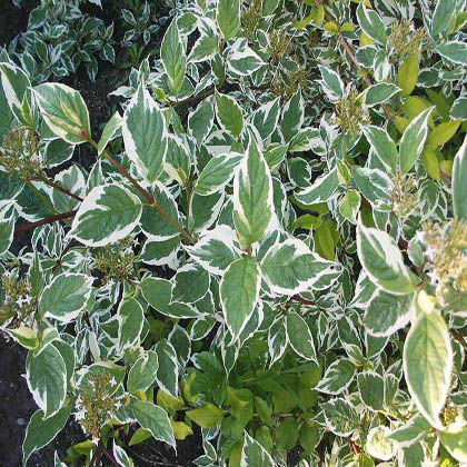 Дерен белый `Сибирика Вариегата`, Cornus alba `Sibirica Variegata`