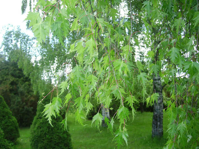 Береза повислая `Лациниата`, Betula pendula `Laciniata`