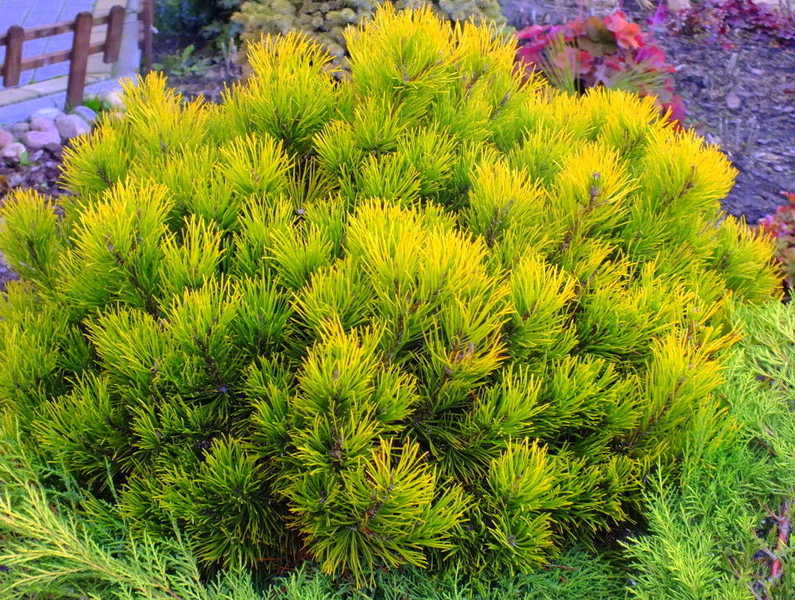 Сосна горная Винтер Голд (Picea mugo Winter Gold)