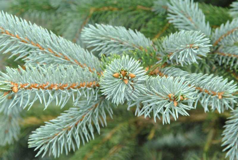 Ель колючая Хупси (Picea pungens Hoopsii)