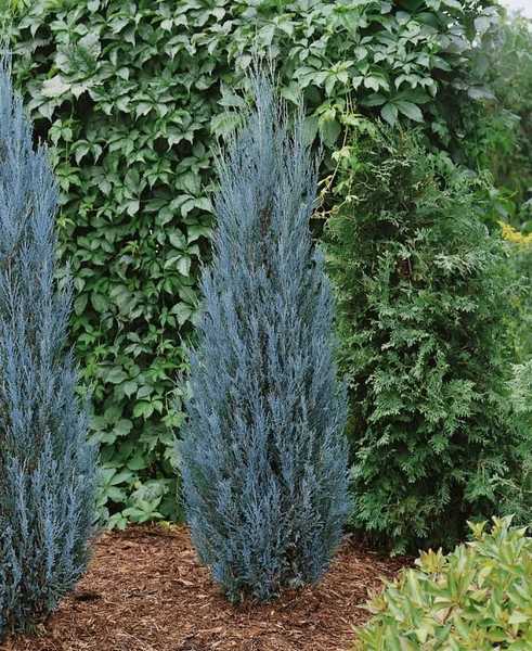 Можжевельник скальный Блю Эроу (Juniperus scopulorum Blue Arrow)