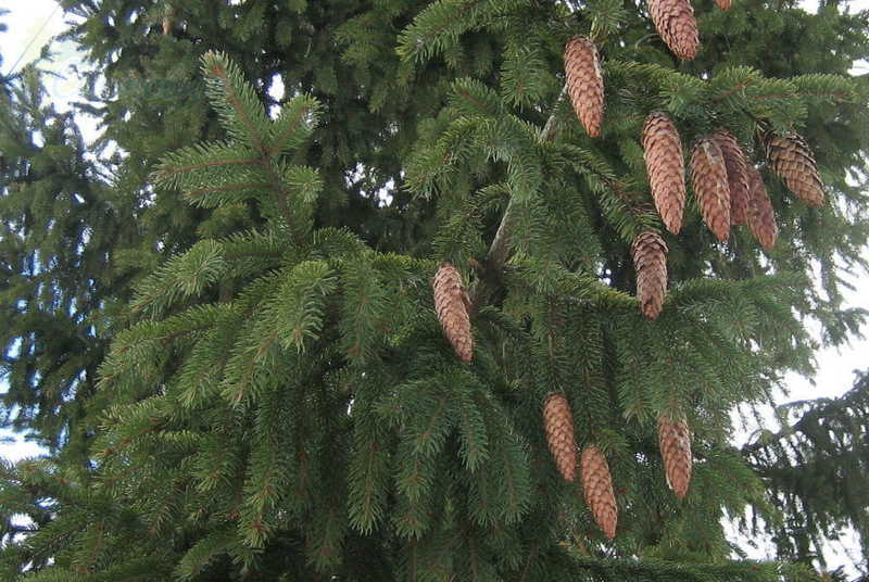 Ель обыкновенная Колумнарис (Picea abies Columnaris)