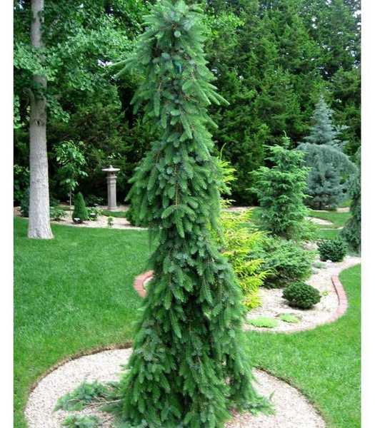 Ель сербская Брунс (Picea omorica Bruns)