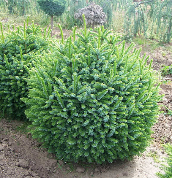 Ель сербская Нана (Picea omorica Nana)