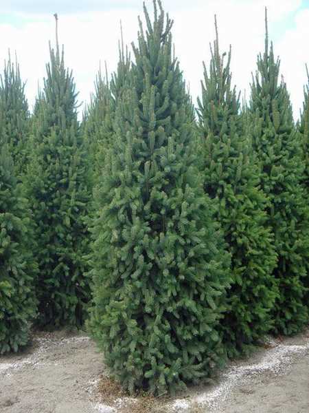 Ель обыкновенная Купрессина (Picea abies Cupressina)