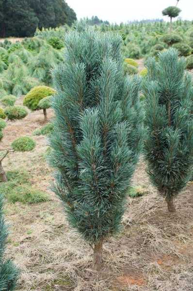 Сосна обыкновенная Фастигиата (Pinus sylvestris Fastigiata)