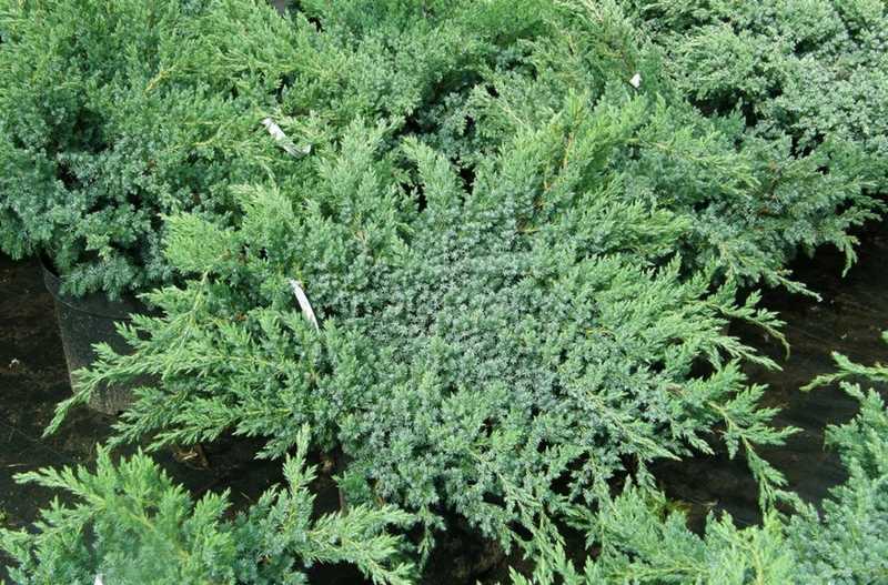 Можжевельник чешуйчатый Блю Свид (Juniperus squamata Blue Swede)