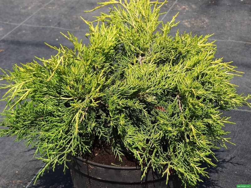 Можжевельник средний Голд Кост (Juniperus pfitzeriana Gold Coast)