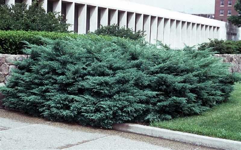 Можжевельник виргинский Хетц (Juniperus virginiana Hetzl)