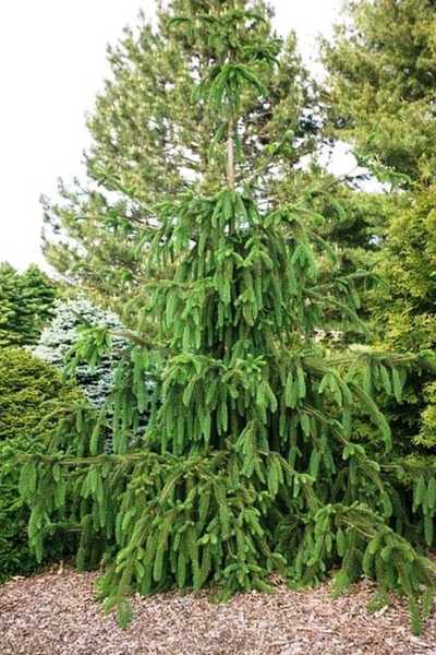Ель обыкновенная Кранстони (Picea abies Cranstonii)