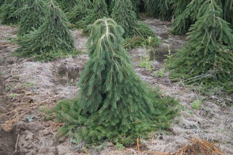Ель обыкновенная Форманек (Picea abies Formanek)