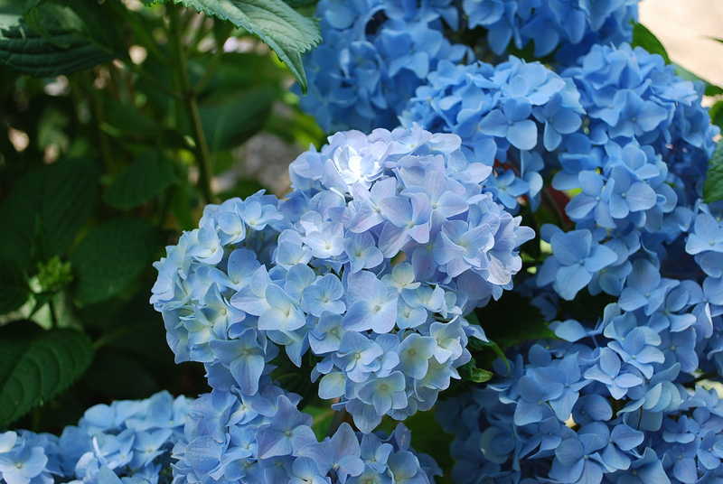 Гортензия крупнолистная Никко Блю (Hydrangea macr. Nikko Blue)