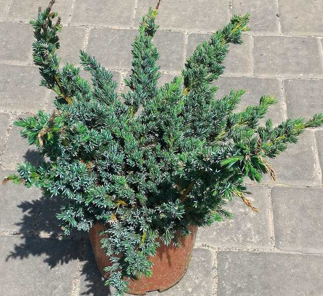 Можжевельник чешуйчатый Мейери Компакта (Juniperus squamata Meyeri Compacta)