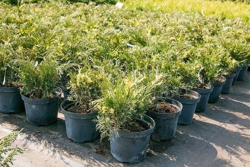 Можжевельник виргинский Хетц Вариегата (Juniperus virginiana Hetz Variegata)