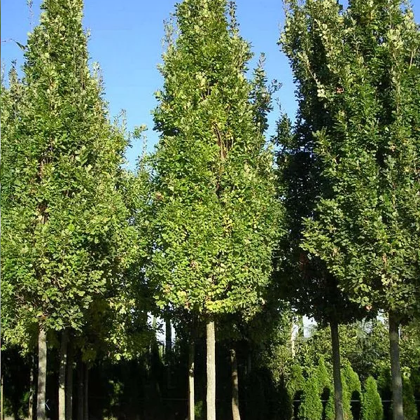 Дуб черешчатый Фастигиата (Quercus robur Fastigiata)