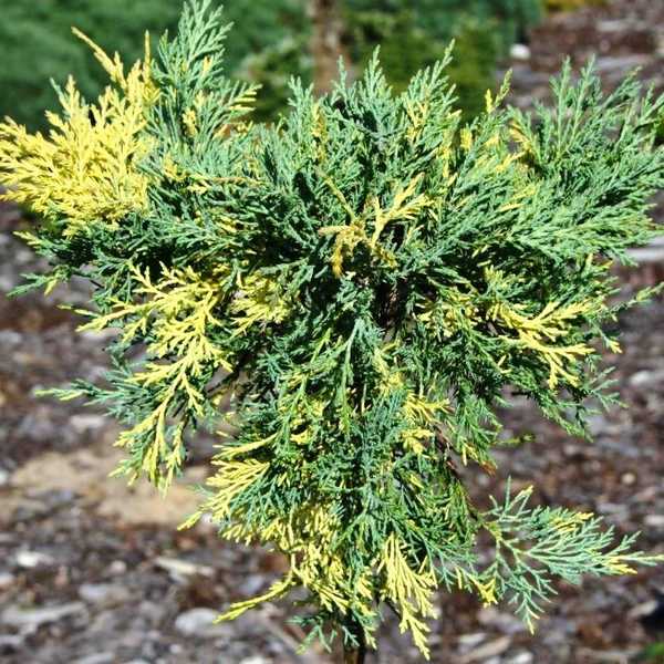 Можжевельник средний Блю энд Голд (Juniperus рfitzeriana Blue and Gold)