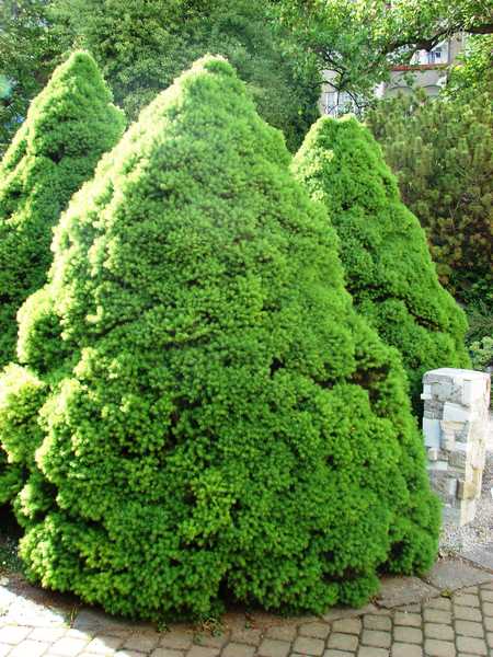 Ель канадская Коника (Picea glauca Conica)