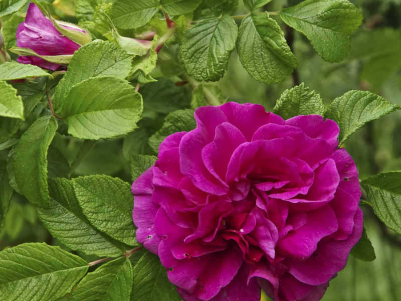 Роза морщинистая (Rosa rugosa)