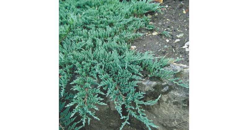 Можжевельник горизонтальный Глаука (Juniperus horizontalis Glauca)