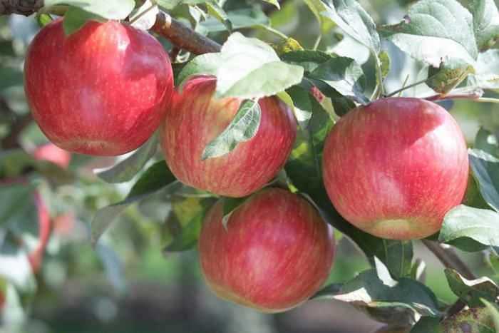 Достоинства и недостатки, советы по выращиванию яблонь Пепин Шафранный
