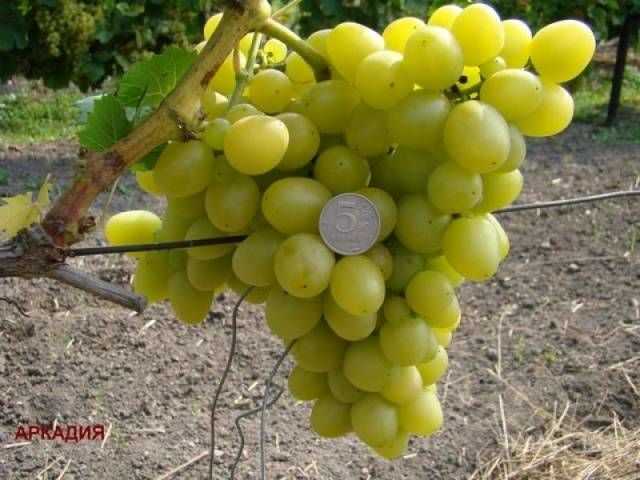 Виноград Аркадия