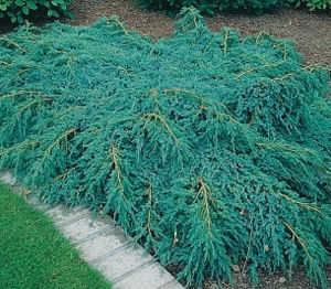 Можжевельник чешуйчатый `Блю Карпет`, Juniperus squamata `Blue Carpet`