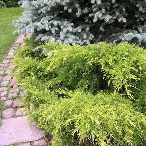 Можжевельник средний `Олд Голд`, Juniperus x pfitzeriana `Old Gold`