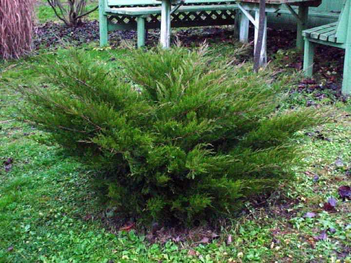 Можжевельник средний `Минт Джулеп`, Juniperus x pfitzeriana `Mint Julep`
