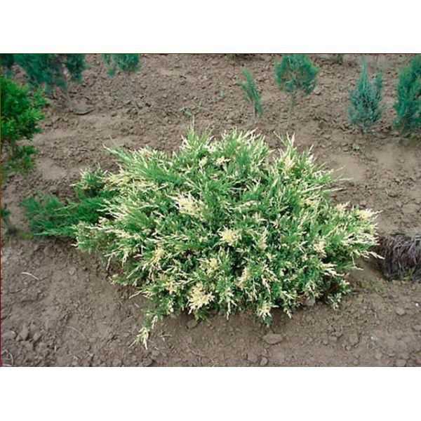 Можжевельник казацкий `Вариегата`, Juniperus sabina `Variegata`