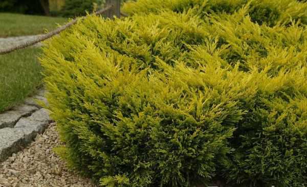 Можжевельник горизонтальный `Лаймглоу`, Juniperus horizontalis `Limeglow`