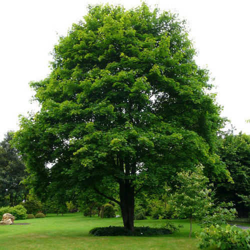Клен остролистный, Acer platanoides