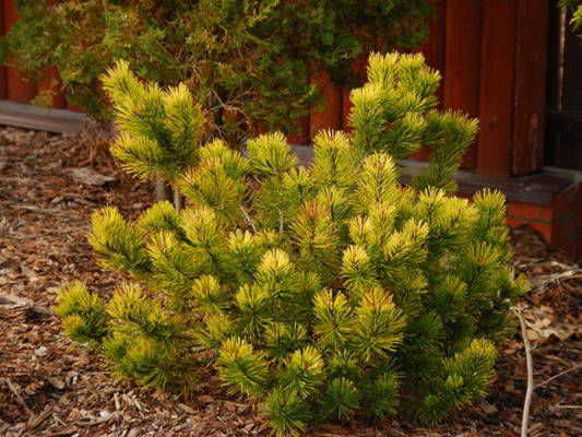 Сосна горная `Зандерт`, Pinus mugo `Zundert`